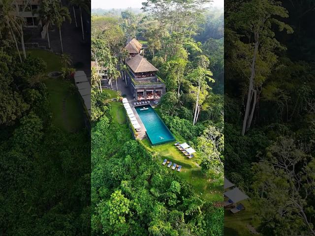 Imagine swimming in the middle of the jungle  #hotel #bali #travel