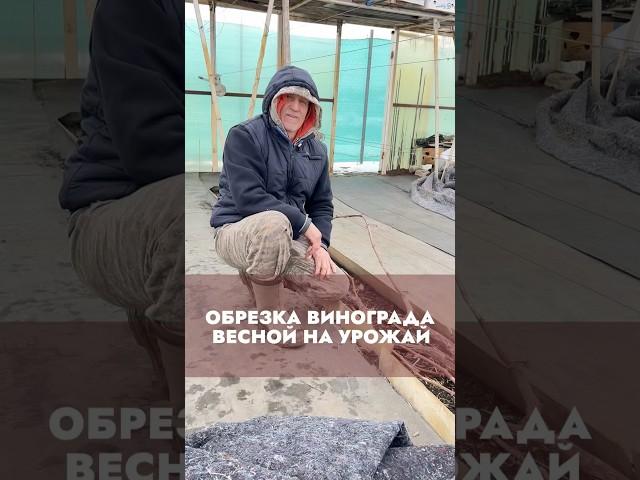 Обрезка винограда весной на урожай #виноградульяновска #сад #садоводничество #виноградарство #дача