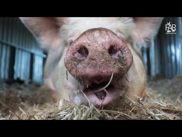 Farm Animal Rescue - We Never Stop