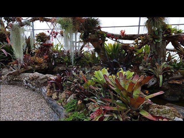 Many Varieties of Bromeliads ,Beautiful Garden