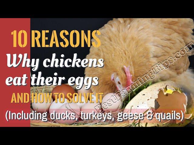 Why chickens eat their eggs, how to stop chickens from eating eggs