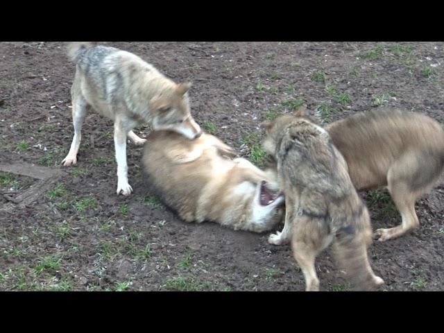 Wolves fighting, dominance behaviour, alpha & omega. Dominanzverhalten Wölfe, loups, lobos