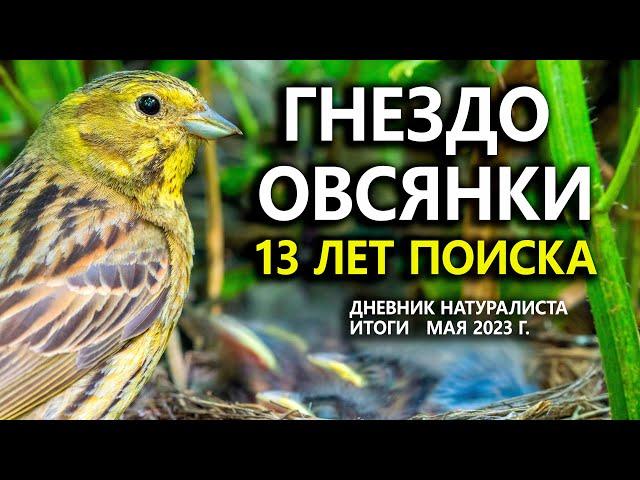 Гнездо овсянки: 13 лет поисков. Дневник натуралиста. ИТОГИ мая 2023 г.