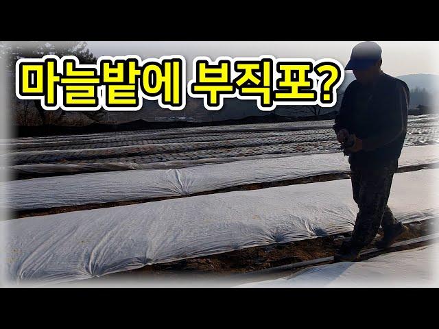 [마늘] 마늘밭 월동준비! / 마늘밭에 부직포를 덮는 이유는? - 농사일기