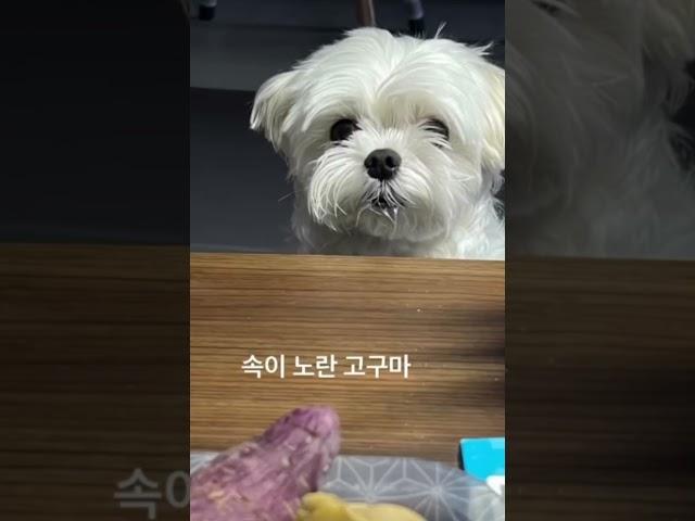 강아지는 고구마를 좋아해 ?