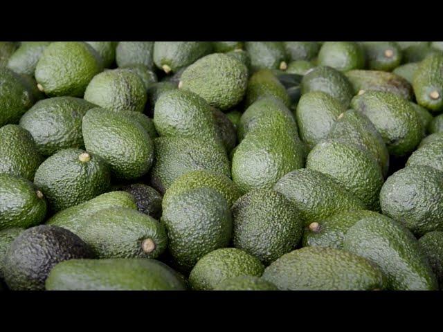 Keeping the yield – maintaining consistent supply of avocado