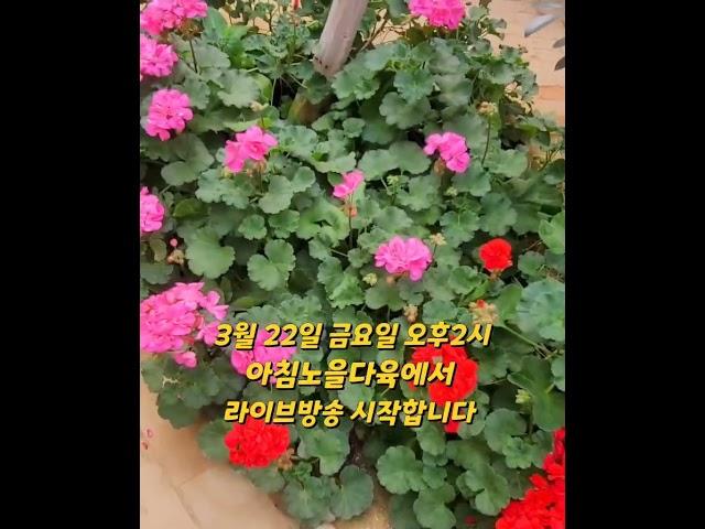 #아침노을다육에서 #오늘 #오후 2시 #라이브방송 #시작합니다 #아침노을다육에 #놀러오세요 #옹이 #마이진 #노래 #트로트 #가수 #좋아요