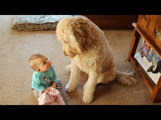 When we teach each other to grow up - Cute dog and their little angel friend