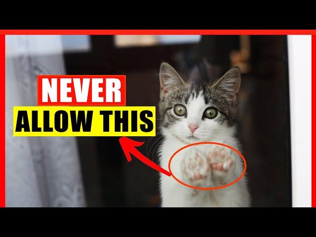 If You Have an Indoor Cat, Never Do THIS! (Common Indoor Cat Mistakes)