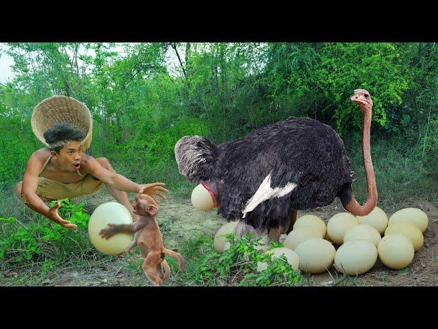 Use means with monkeys To deceive the ostrich - Cook Oatmeal Eggs for Monkeys to Eat