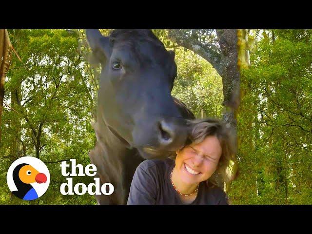 This Rescue Cow Acts Like A 1-Ton Baby | The Dodo Soulmates