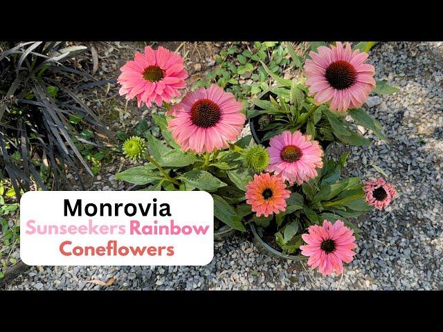 Monrovia Sunseekers Rainbow Coneflowers!