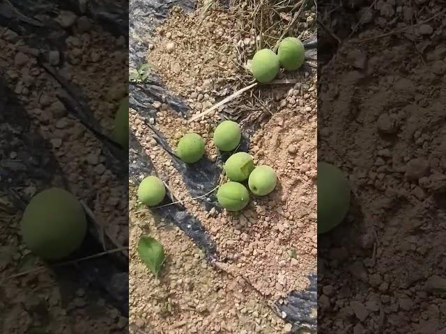 #매실 수확 영상입니다. #매실수확 #매실재배 #매실털기 #전원생활 #귀촌생활 #주말농장 #청매실 #ssfarm #에스에스팜