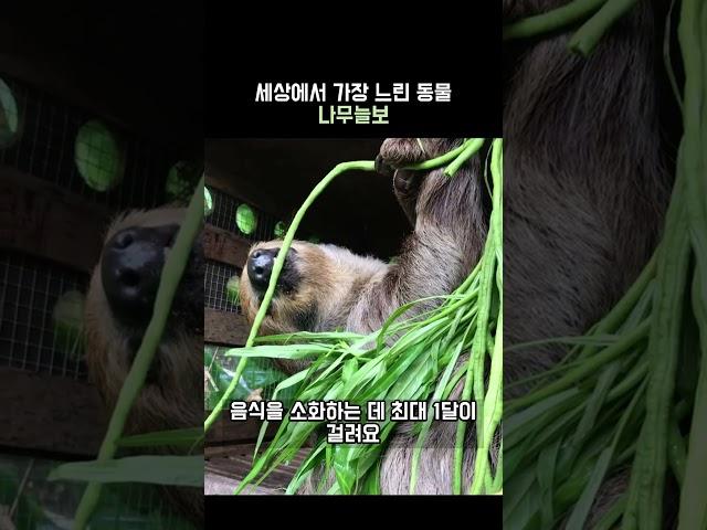 세상에서 가장 느린동물 나무늘보 #나무늘보 #동물 #힐링영상