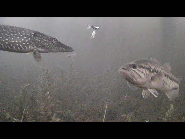 Ice Fishing For NORTHERN PIKE with ACME Hyper-Glide (Lots of Fish!)