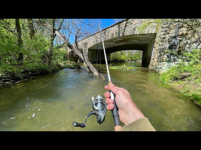 TROUT Fishing with $1 Lure (creek fishing)