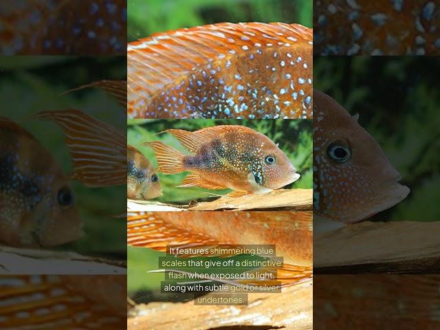 The Blue Flash Cichlid (Thorichthys Aureus)