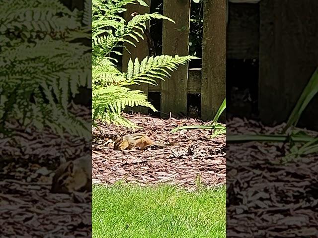 Chipmunk  Fight