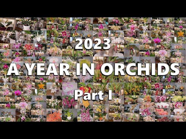 2023 // A Year in Orchids (Part 1)