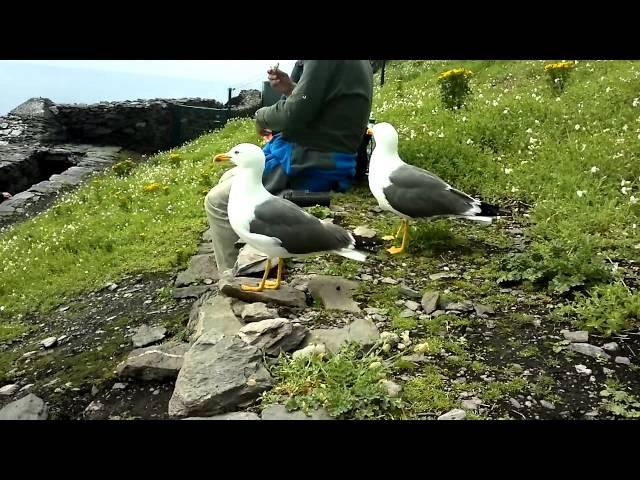 Persistant begging seagulls on Skellig Michael