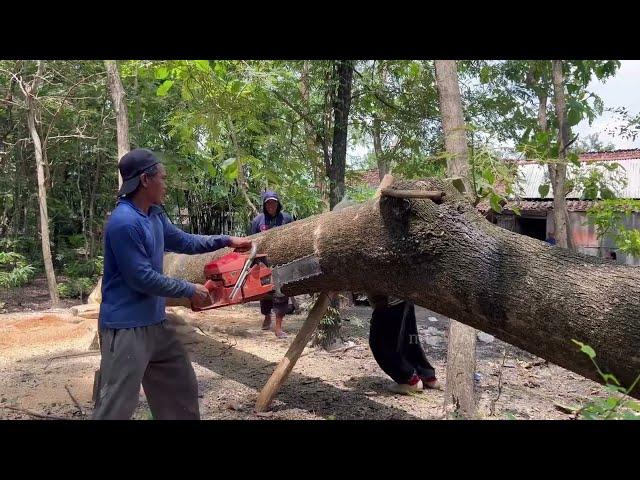 Fastest skill cutting down Huge tree with strongest chainsaw ‼️