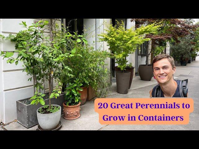 20 Great Perennials to Grow in Containers