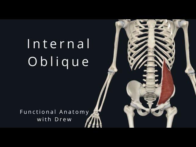 Internal Obliques | Functional Anatomy for Health, wellness and Movement Professionals