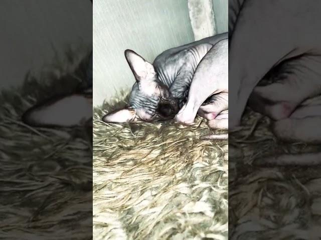 Sphynx cat sleeping лысая кошка Сфинкс уснула