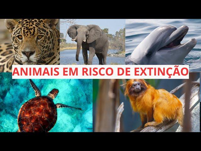 Top 5 Animais em Risco de Extinção no Brasil