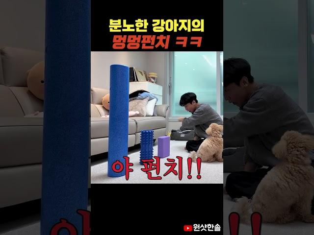 동물실험 소리를 들은 강아지의 멍멍펀치