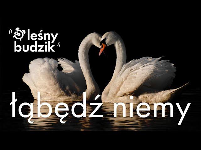 Leśny budzik - Łabędź niemy