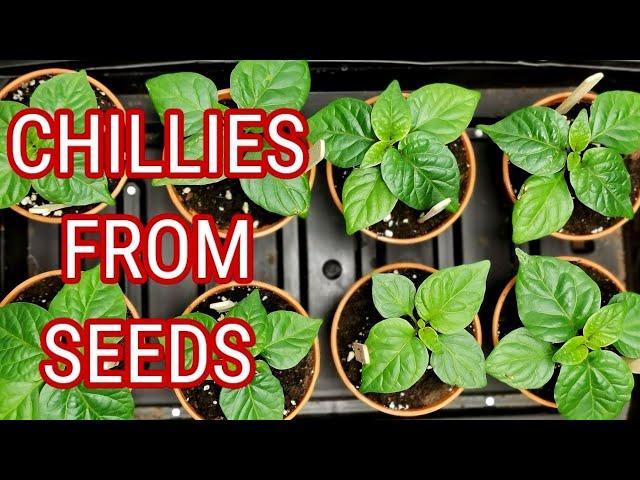 Time To sow Your chilli Seeds - How To Plant Chillies At Home