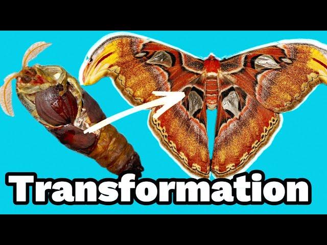 Moth hatching & drying her wings (Timelapse) Atlas moth lifecycles