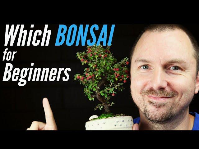 3 Best Bonsai Trees for Beginners - Which Bonsai Tree Should I Get?