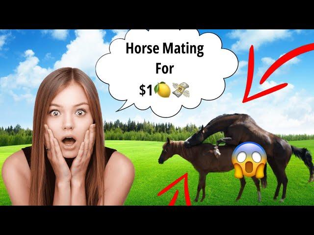  Horse Mating Donkey - Donkeys Breeding - Animals Mating Compilation →