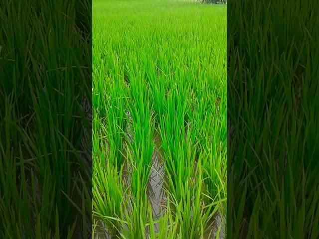 Ramesh Maurya70.