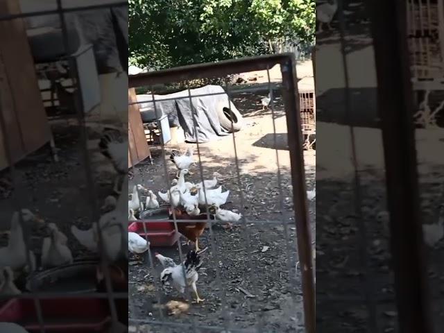 Полёт петуха ! 