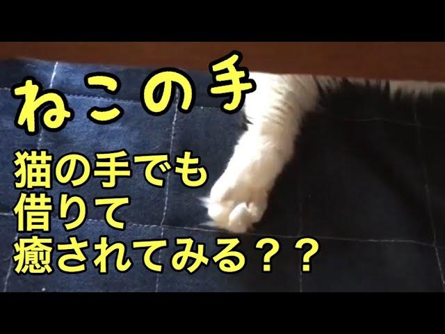 【猫の手】ネコの手でも借りて癒されてみるぅ？？