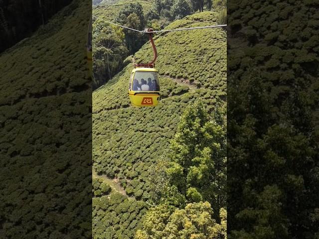 Ropeway in Darjeeling ️ #shorts #shortvideo #mountain #ropeway #reels #darjeeling #hills #nature