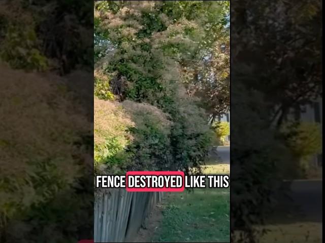 Nature destroyed we repaired #diy #fence #repair #explained #help #seniorcitizen