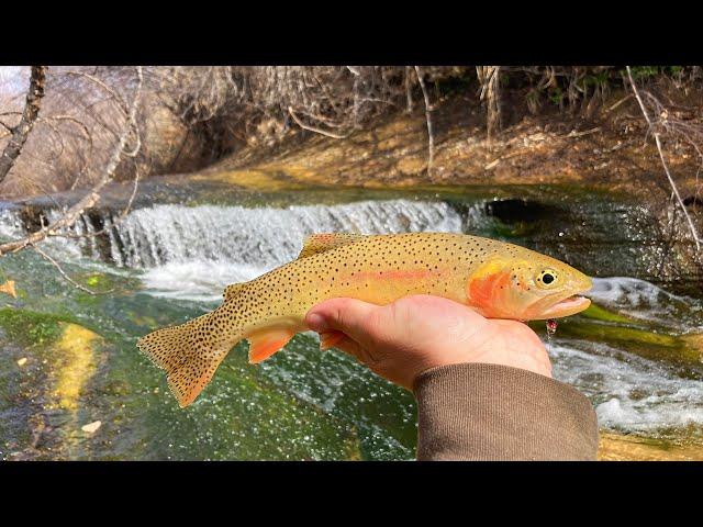 BACKPACKING to a DESERT OASIS for WILD TROUT!! (Catch & Cook)