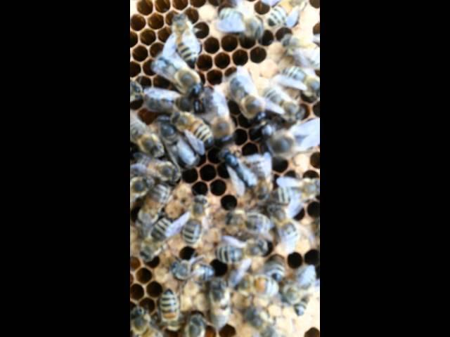 Chronic Bee Paralysis Virus CBPV video 1