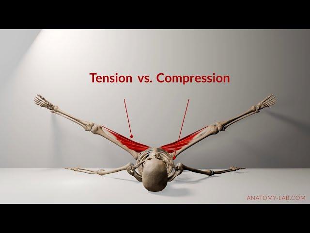 Understanding Tension vs. Compression in Flexibility Training | Anatomy Lab