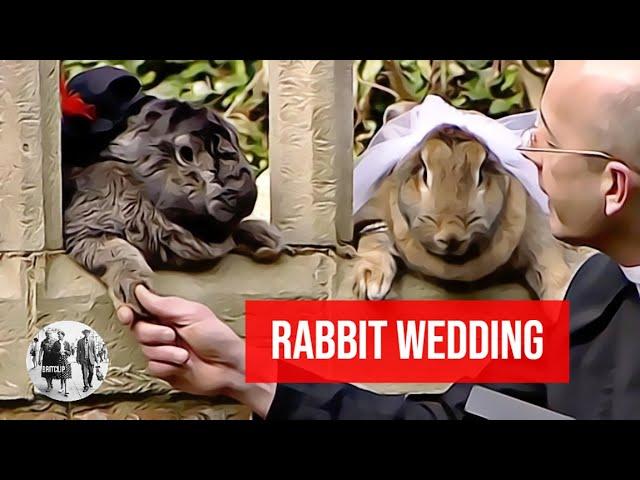 The Rabbit Wedding