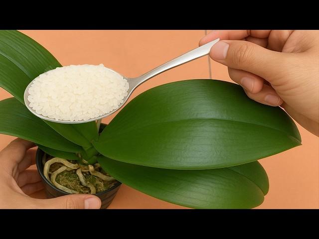Just Need Rice! Orchid leaves immediately grow roots and bloom all year round