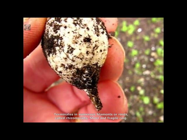 Agaricus romagnesii. Champimaginatis. English Text.