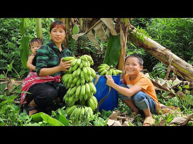 Full Video:Harvest fruit and bring it to the market to sell _ Clean up the farm _Garden_Lý Thị Xuân