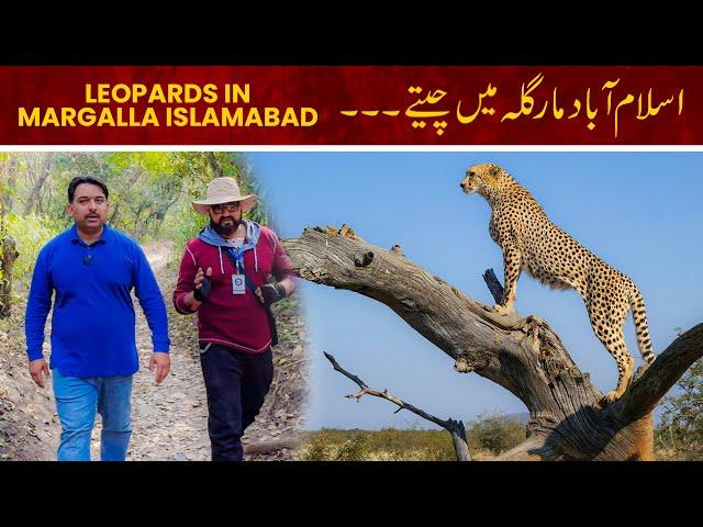 Leopards in Margalla Hills National Park | Islamabad