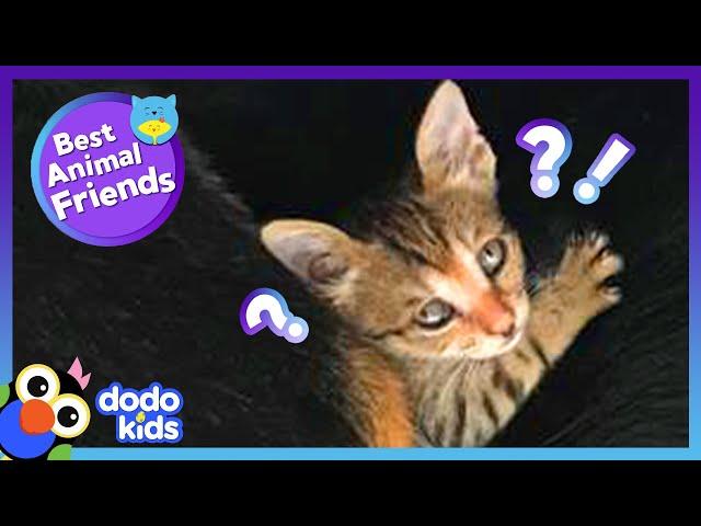 Tiny Kitten Chose Someone Special To Be Her Mom | Best Animal Friends | Dodo Kids