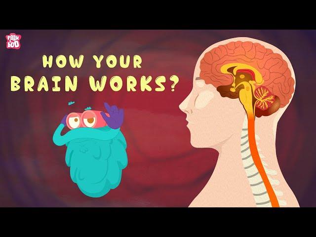 HUMAN BRAIN | Everything You Need To Know | The Dr Binocs Show | Peekaboo Kidz